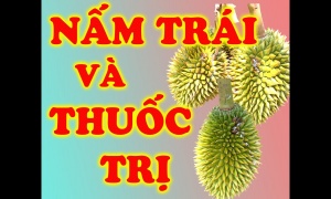 MÙA MƯA NÊN PHUN THUỐC NGỪA NẤM TRÁI